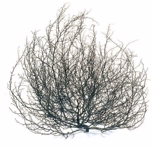 Tumbleweed Events Logo